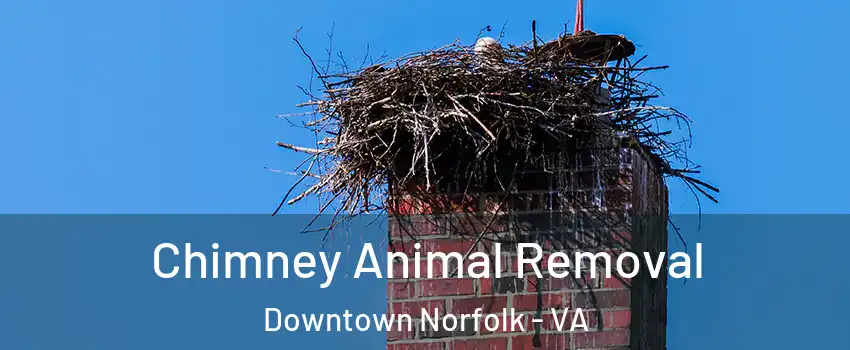 Chimney Animal Removal Downtown Norfolk - VA