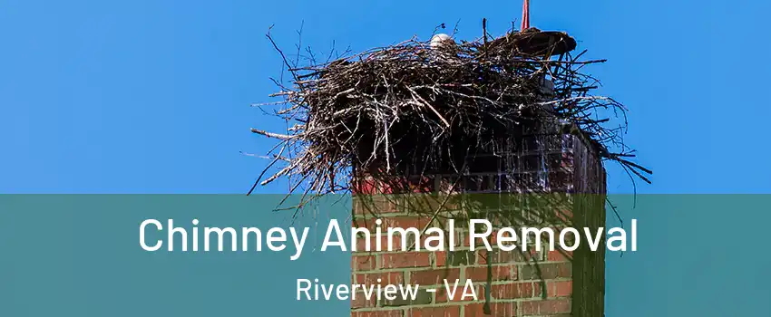 Chimney Animal Removal Riverview - VA