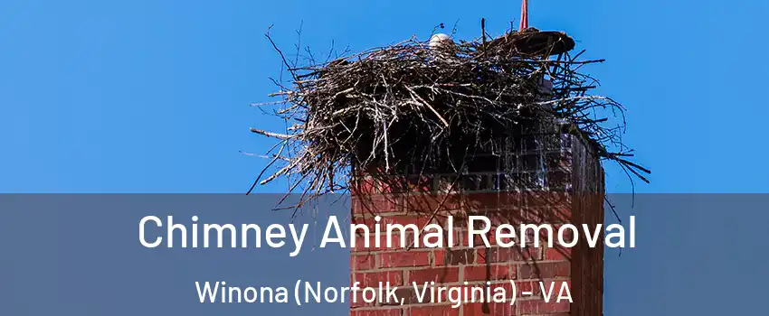 Chimney Animal Removal Winona (Norfolk, Virginia) - VA