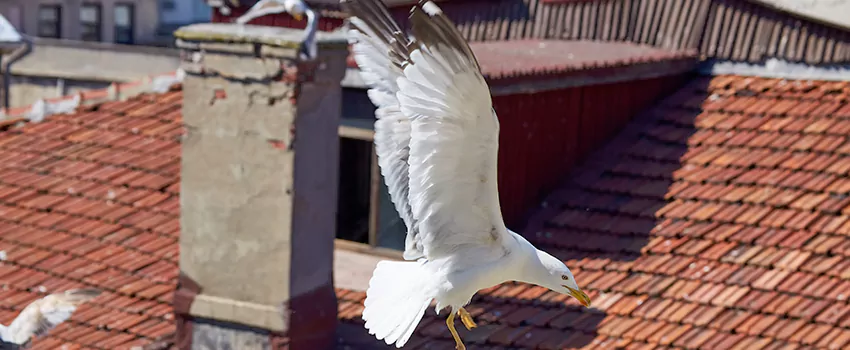 Residential Chimney Animal Removal Solution in Willoughby Spit, VA